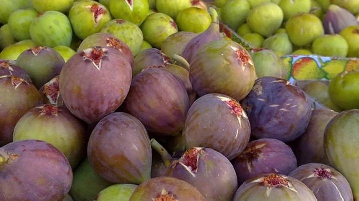 انطلاق موسم جني ثمار التين بمنطقة دجبة 