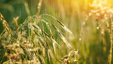 Nord-Ouest: Craintes chez les collecteurs de céréales face à l’arrivée de pluies menaçantes