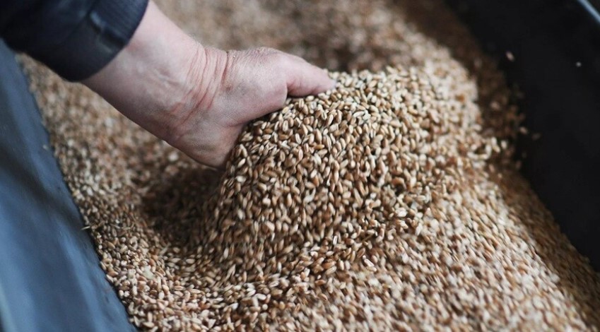 روسيا تخفض ضريبة تصدير القمح إلى الصفر 
