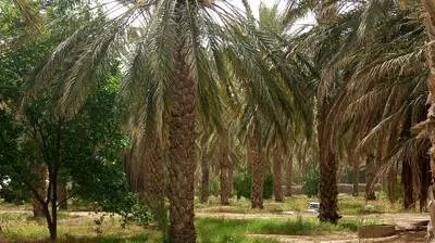 قبلي: تواصل مراقبة الوضع الصحي للواحات وعدم تسجيل بؤر مقلقة للاصابة بعنكبوت الغبار