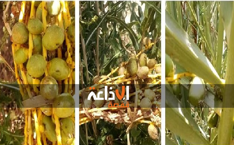   الاتحاد الجهوي للفلاحة بتوزر يدعو  جميع  الفلاحين إلى الانتباه والحذر والمراقبة المستمرة لأصول النخيل بعد ظهور حشرة البق في الواحات 