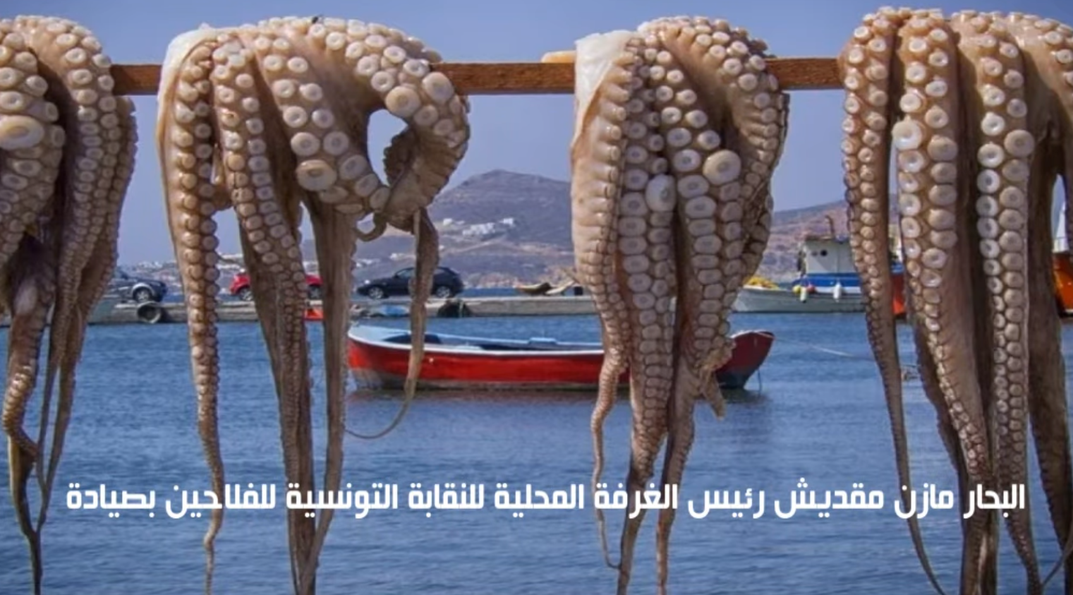 صيادة: نداء لحماية الأخطبوط المهدد بالانقراض بسبب انتشار دراين البلاستيك على خليج المنستير.