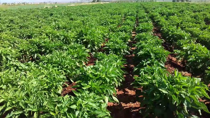 اتحاد الفلاحة بالكاف: تراجع المساحات المخصصة لزراعة الخضر الصيفية الموسمية