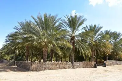 مدير عام ديوان رجيم معتوق لتنمية الجنوب والصحراء: نعمل على إحداث محطات كُبرى لإنتاج الطاقة الشمسية