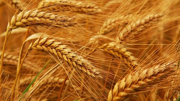 سليانة: تقدم موسم الحصاد بنسبة 86 بالمائة