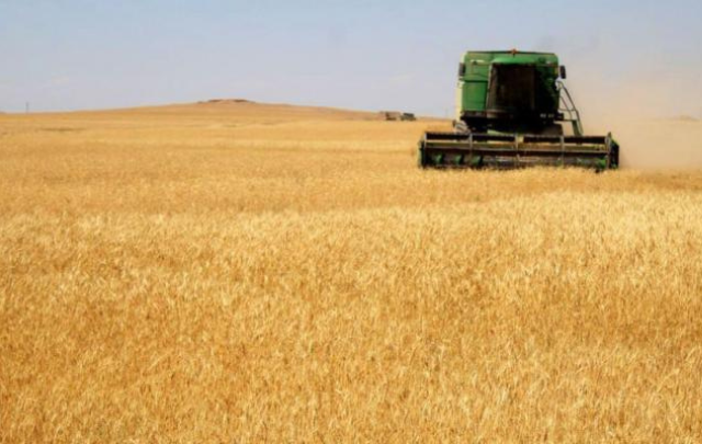 سليانة: تقدم موسم الحصاد بنسبة 86%