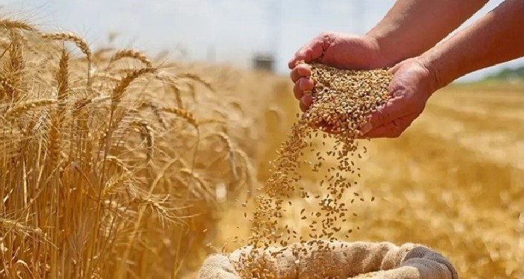 موسم الحصاد يسجل تقدما بنسبة 85 بالمائة.