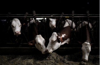 Face à la dermatose nodulaire contagieuse bovine, l'État active son dispositif de vaccination prioritaire