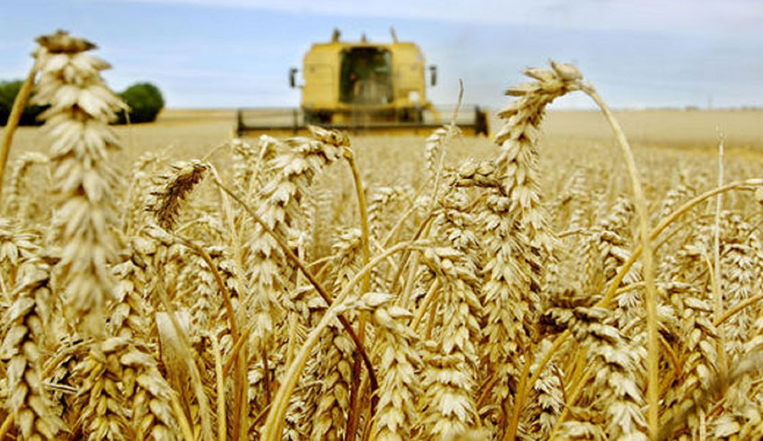Céréales : Une moisson exceptionnelle cette année