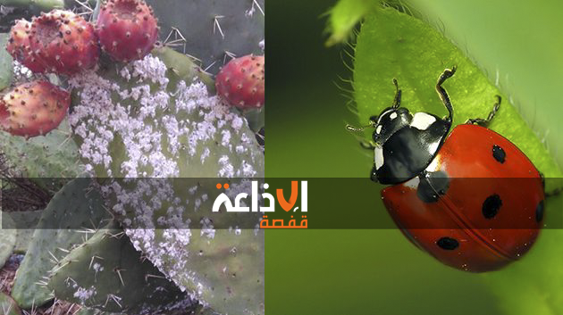   إطلاق الدعسوقة المفترسة لمكافحة الحشرة القرمزية  في مناطق عدة بولاية القصرين  