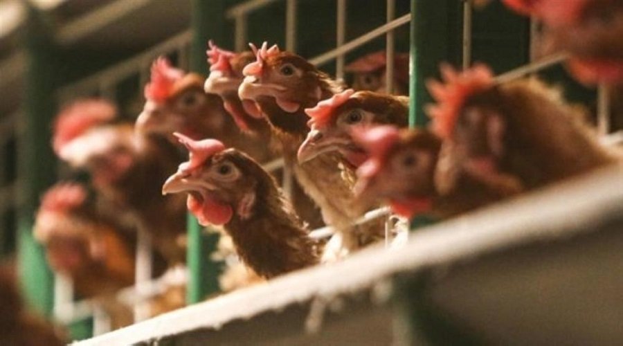  الكويت تحظر استيراد الدواجن من عدة مناطق بأمريكا بسبب إنفلونزا الطيور