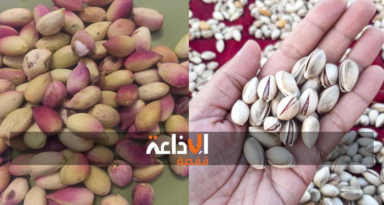 القصىرين : تسجيل صابة قياسية لانتاج الفستق للموسم الحالي و العوامل المناخية تساهم في تحسين المنتوج كما وكيفا 