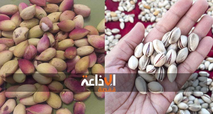صابة قياسية لانتاج الفستق بولاية القصرين للموسم الحالي  