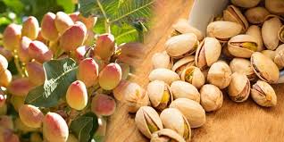 Kasserine : une récolte record de pistaches attendue pour 2024-2025