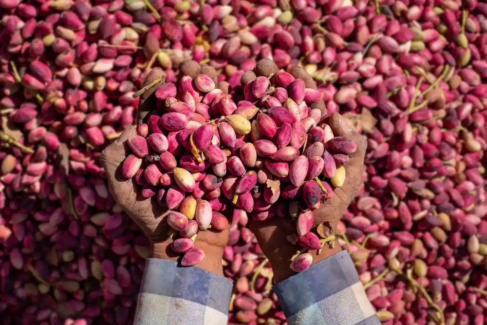 À Gafsa, la récolte de pistaches démarre en force : une production en hausse de 50 % et des primeurs déjà sur le marché à prix fort