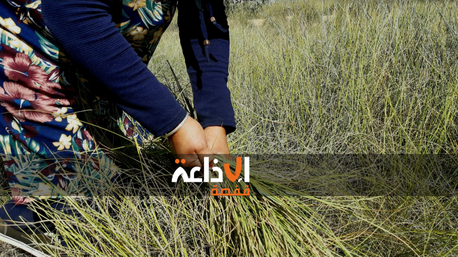  يوم 01 اوت 2025 : انطلاق موسم جني الحلفاء بولاية القصرين 