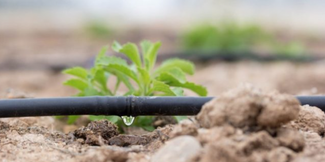 Soulagement pour les producteurs de pommes de terre à Jendouba : l’irrigation enfin assurée