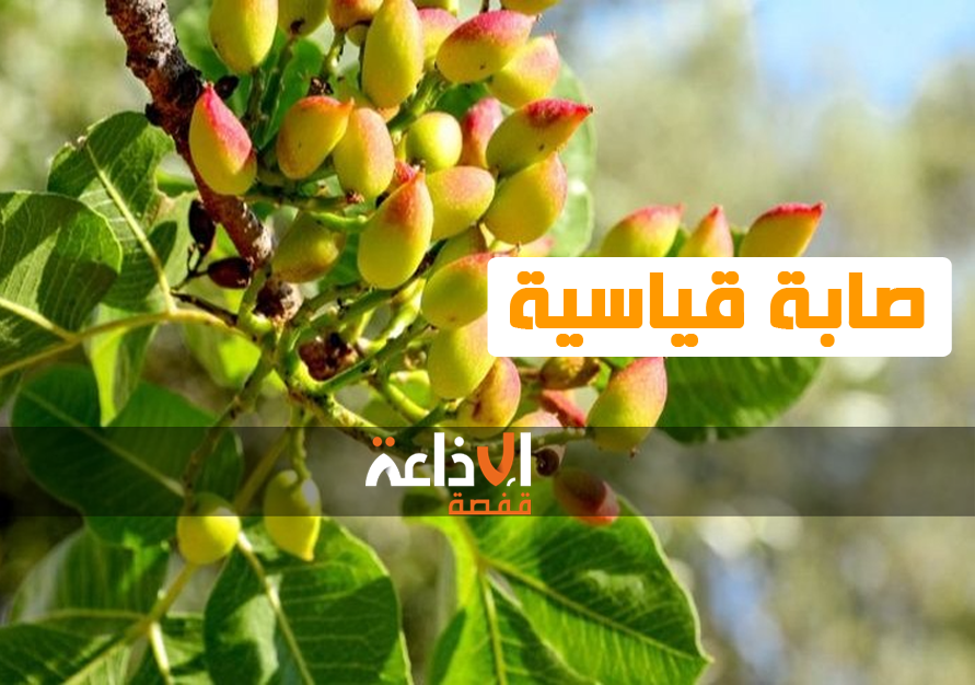 تقديرات أولية للمندوبية الجهوية للتنمية الفلاحية بقفصة تشير إلى تسجيل صابة قياسية في انتاج الفستق خلال هذا الموسم مقارنة بالعام الماضي