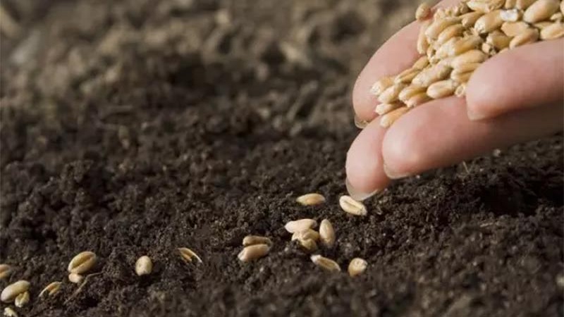 خلال الموسم الفلاحي الحالي, توفير ما يقارب 25 بالمائة من الحاجيات من البذور الممتازة