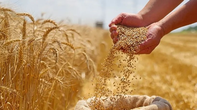  بأكثر من 2,8 مليون قنطار: باجة توفر قرابة ربع الإنتاج الوطني من الحبوب