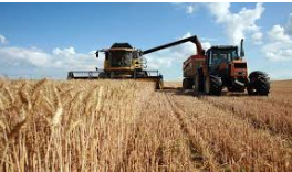 Céréales : Béja assure un quart de la production nationale