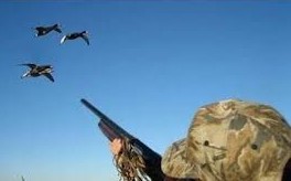 سليانة: تحسّن موسم الصيد البري الحالي مقارنة بالمواسم الفارطة