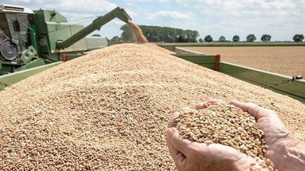 نابل: استكمال موسم الحصاد في ظروف طيبة وتجميع 231 ألف قنطار من الحبوب.