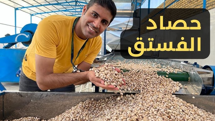 تسجيل صابة قياسية للفستق بولاية قفصة.