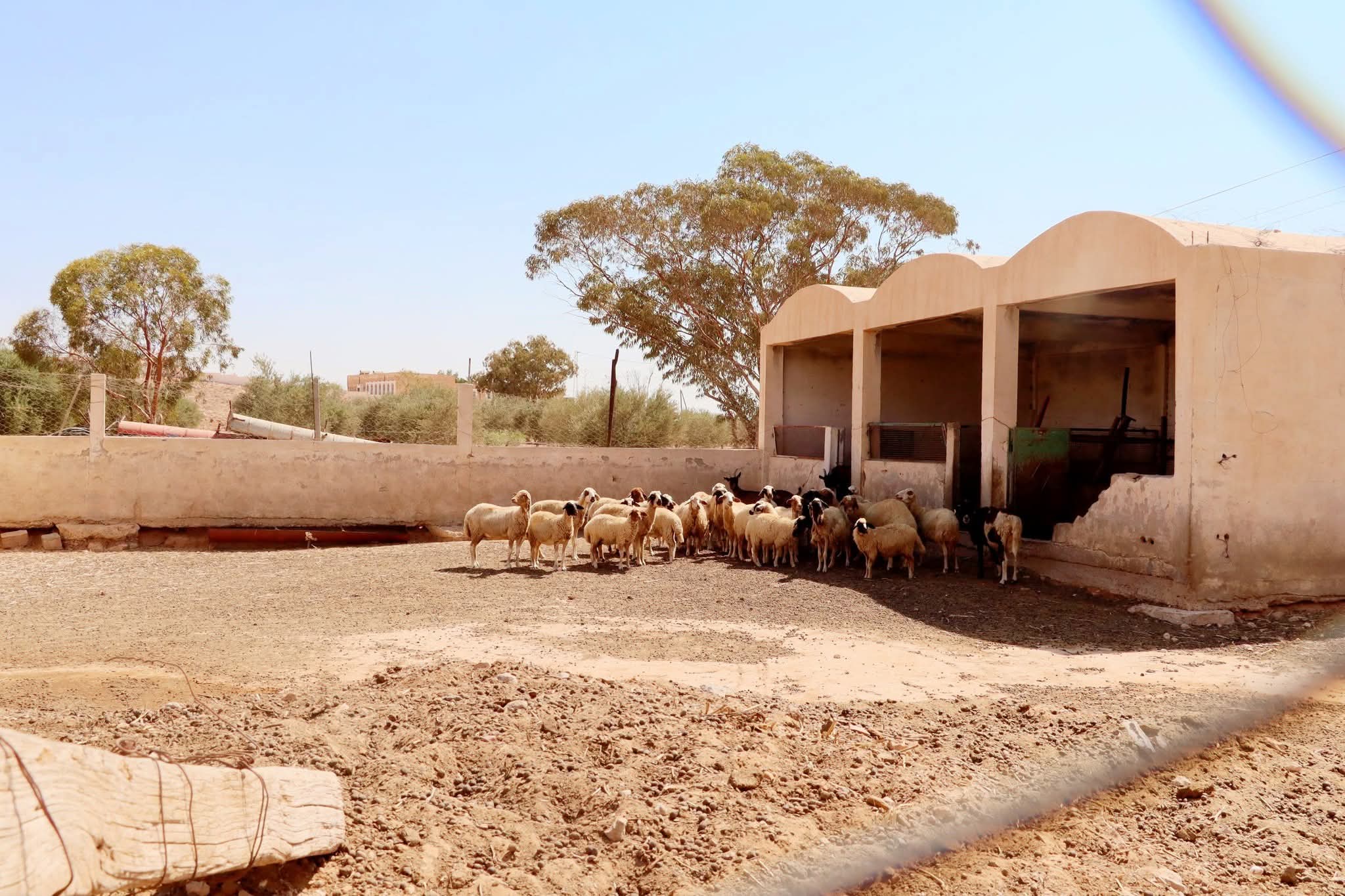 تطاوين: إحداث فضاء قارّ لتأمين المحجوز الحيواني وتوفير الرعاية الصحية لحماية الثروة المحلية
