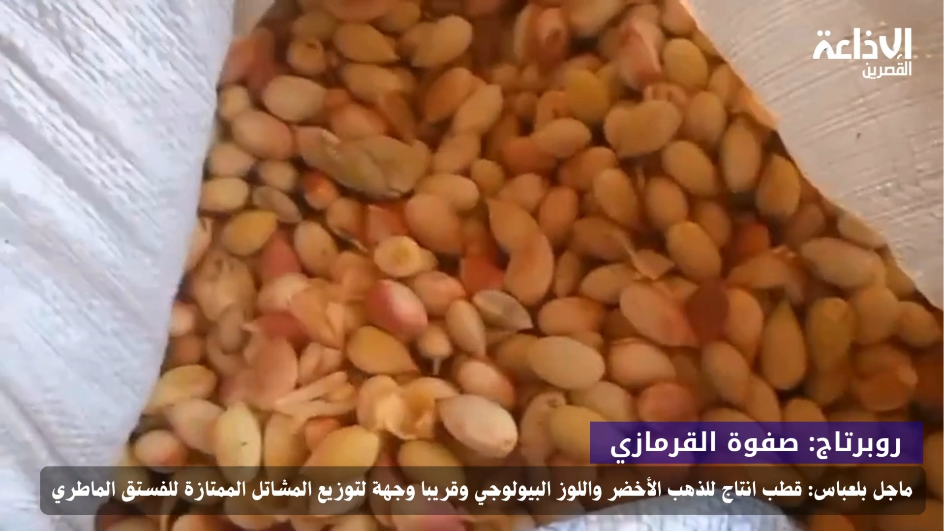 ماجل بلعباس: قطب انتاج للذهب الأخضر واللوز البيولوجي وقريبا وجهة لتوزيع المشاتل الممتازة للفستق الماطري