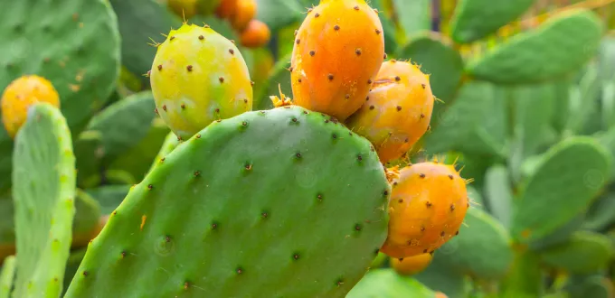 مندوبية الفلاحة بالقصرين : إنتاج التين الشوكي خلال الموسم الحالي 2025 يقدر بـ 250 ألف طن