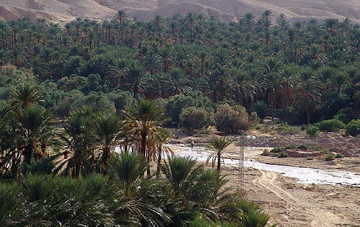 توزر: أشغال المحافظة على المياه والتربة تسهم في خلق محميات طبيعية وتدعم الغطاء النباتي