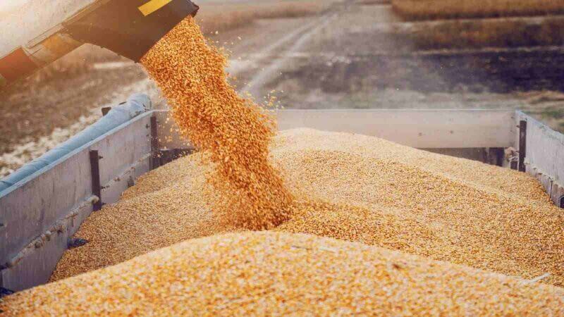 تجميع حوالي 11،800 مليون قنطار من الحبوب إلى موفى جويلية 2025