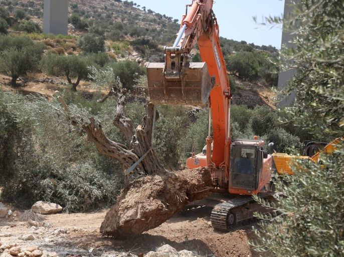 آلاف من أشجار الزيتون...ضحايا عدوان الكيان .. في قرية المغير شرقي رام الله بالضفة الغربية