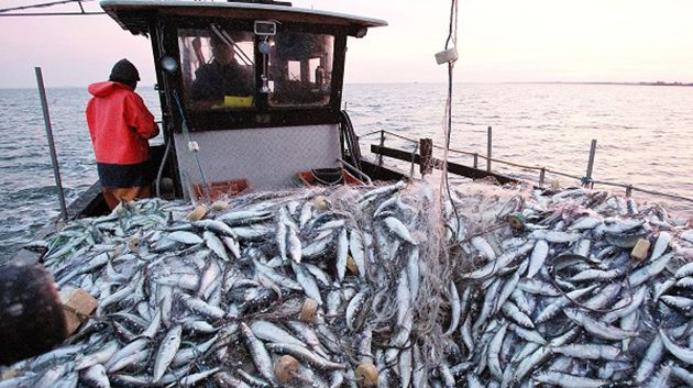فائض الميزان التجاري لمنتوجات الصيد البحري يتقلّص إلى 73،5 مليون دينار خلال النصف الأوّل من 2025