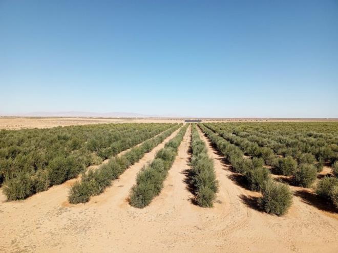 قابس: منزل الحبيب تتحول من أرض صحراوية جرداء الى قطب فلاحي ومركز لانتاج الطاقة المتجددة