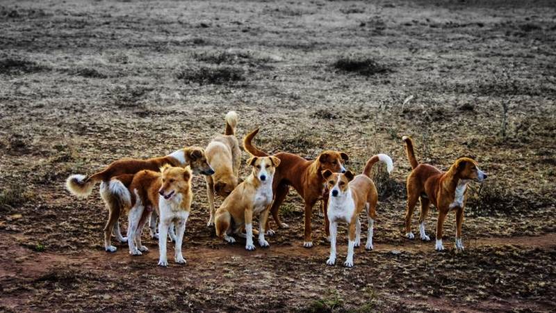 نظافة البيئة و المحيط متصلة بتكاثر الحيوانات السائبة و التي من شانها نقل الامرض الخطيرة