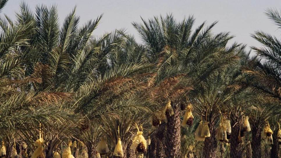 قبلي: تقدم هامّ في عملية تغليف عراجين التمور رغم الصعوبات المسجلة في التزود بالناموسيات مطلع موسم حماية الصابة