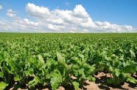  يوم تحسيسي اليوم بوادي مليز من ولاية جندوبة حول زراعة  اللفت السكري 