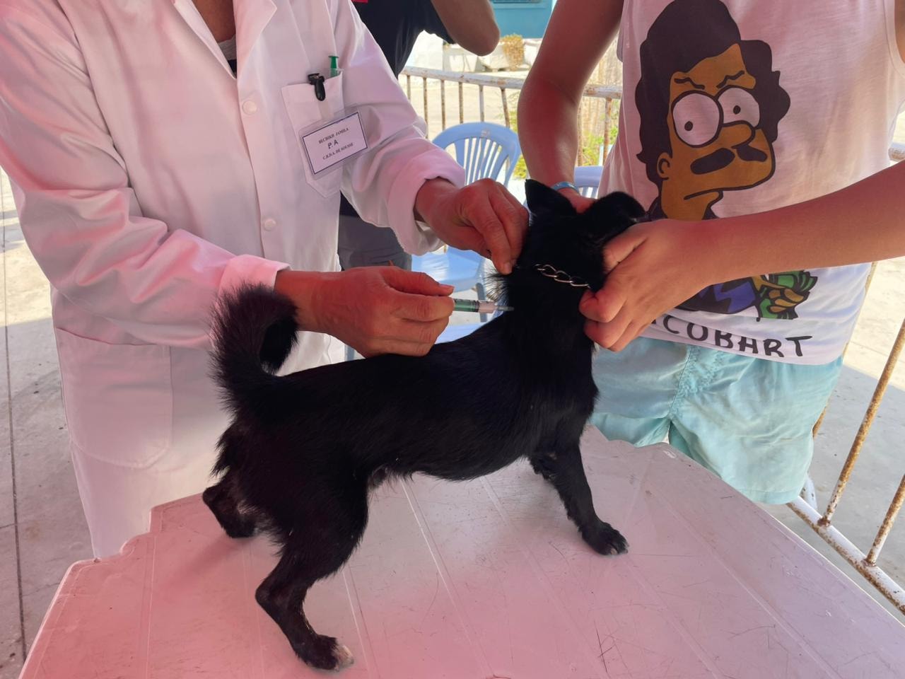 تنطلق غرة سبتمبر ، ماذا نعرف عن الحملة الوطنية للتلقيح ضد داء الكلب ؟