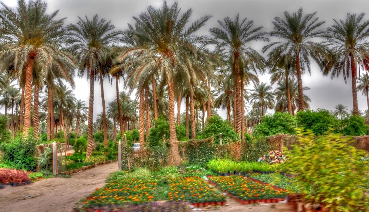 قابس: الاتحاد الجهوي للفلاحة يدعو وزارة الإشراف الى العناية بالمنظومة الواحية في الجهة