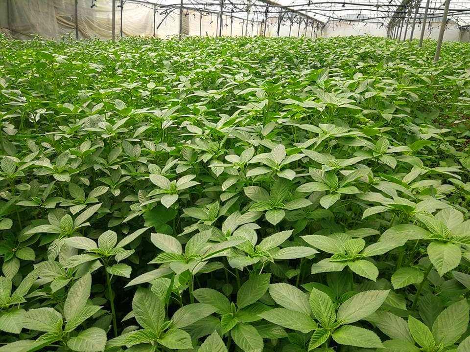 جندوبة: منطقة السمران تتميز بزراعة نبتة الملوخية ذات الجودة العالية