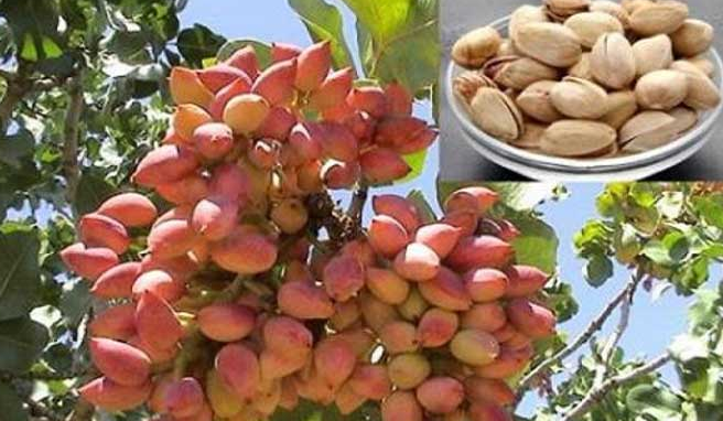 المهرجان الوطني للفستق يعزز الترويج للمنتوجات البيولوجية 