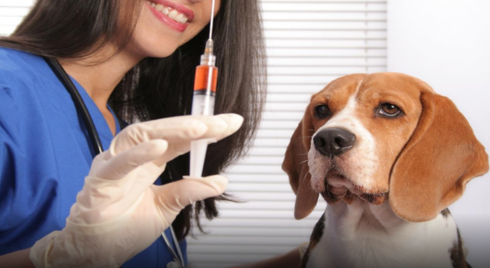 مجانا وبكافة الولايات: الحملة الوطنية للتلقيح ضد داء الكلب تتواصل إلى موفى أكتوبر المقبل