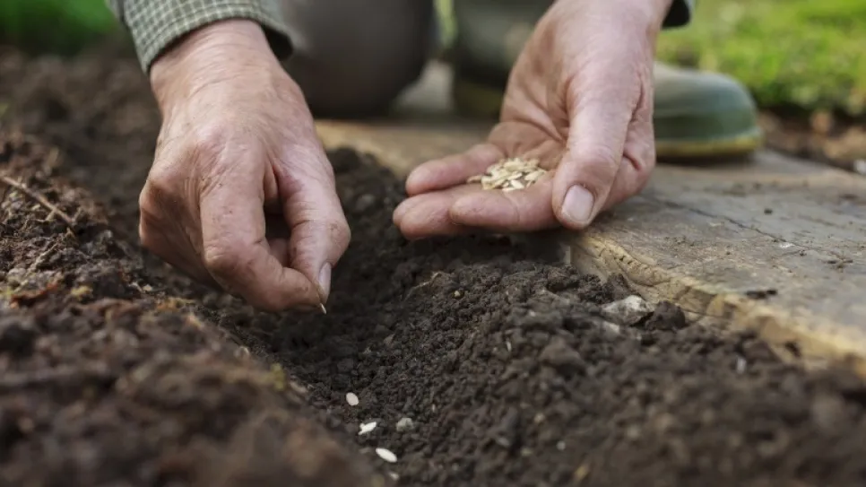 اتحاد الفلاحة: تجميع حوالي 12 مليون قنطار من الحبوب وتوفير 700 ألف قنطار من البذور