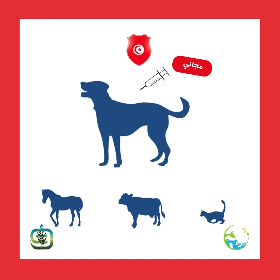 Lancement de la campagne nationale de vaccination contre la rage visant 80 % de la population canine