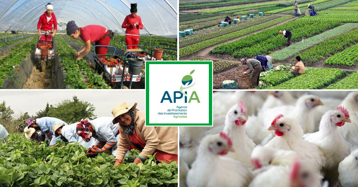  Investissements agricoles : Plus de 1 500 projets validés en 2025 (APIA)