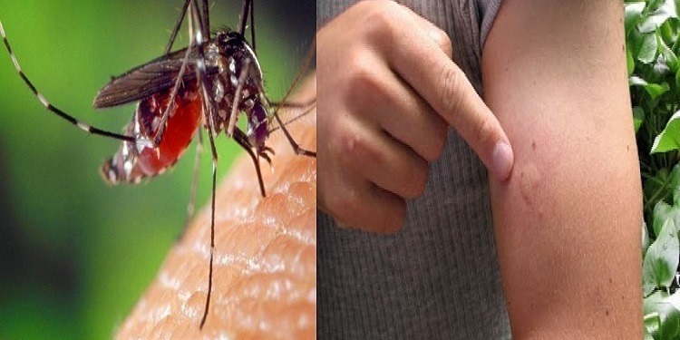 Tunisie : Deux cas de virus du Nil occidental confirmés à Zaghouan: Explications du virologue Mahjoub El Ouni