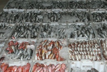 بينها 735 كلغ من الأسماك المتعفنة: حجز مواد غذائية غير صالحة للاستهلاك في زغوان