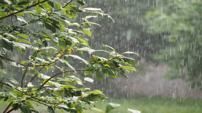 أمطار مرتقبة بعد الظهر